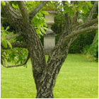 Longstone Beacon Garden