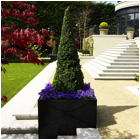 Regent's Garden